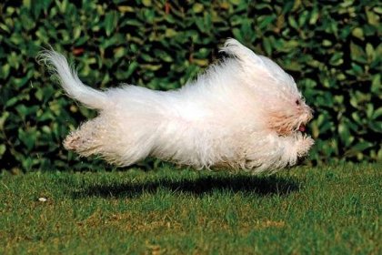 Boloňský psík utíká na zelené trávě