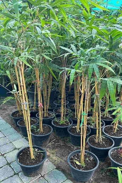 Yellow Bamboo