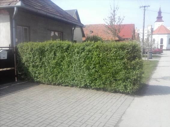 Foto klientů - Ján M. - Zázračný živý plot - WonderHedge