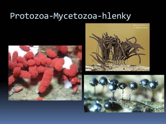 PPT - Prvoci = Protozoa = Protista PowerPoint Presentation, free download - ID:3778151