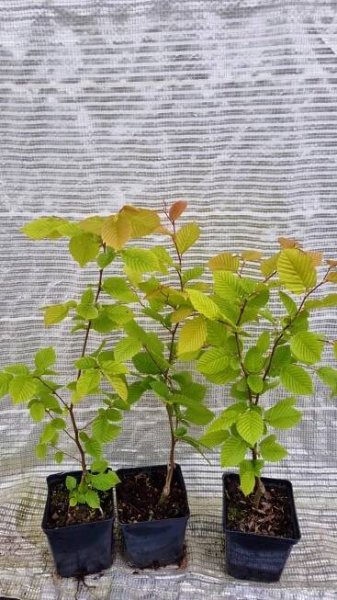 Habr obecný je ideální na hustý ŽIVÝ PLOT Carpinus betulus GRAB SAZENICE Charakteristické vlastnosti snadná péče přátelské ke zvířatům vzácné