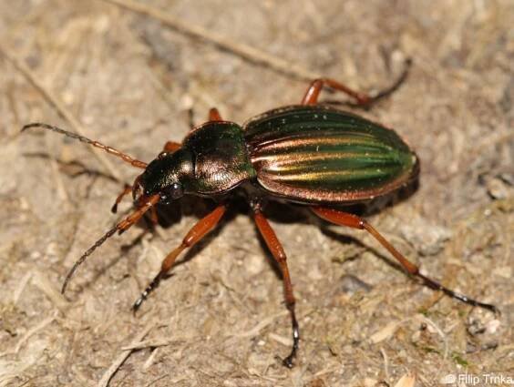 Carabus auratus - střevlík zlatý | Carabidae - střevlíkovití | Natura Bohemica