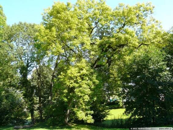 Fraxinus excelsior Aurea jasan ztepilý