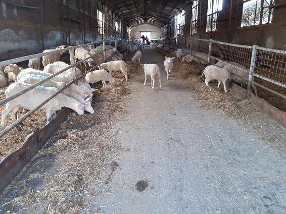 Farma Pěnčín | Základní škola Broumovská, Liberec