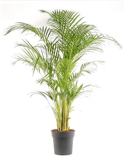GROW by OBI Chrysalidokarpus nažloutlý (Dypsis Lutescens) "Areca" 130cm, pr.24cm