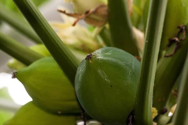 Exotika u vás na zahradě. Jaké plodiny můžete pěstovat i za domem?