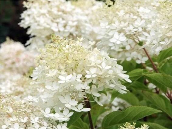 Hortenzie latnatá 'Phantom'