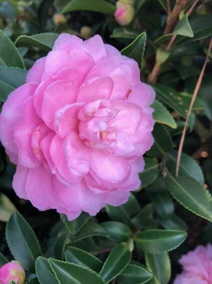 Camellia sasanqua October Magic® Pink Perplexion