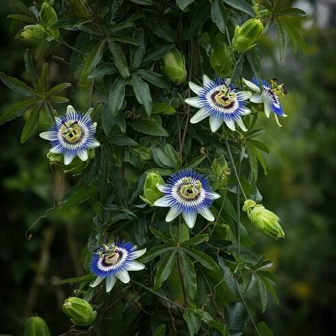 Passiflora Caerulea Guide