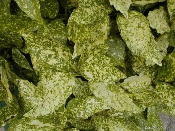 Aukuba japonská - Aucuba japonica Variegata