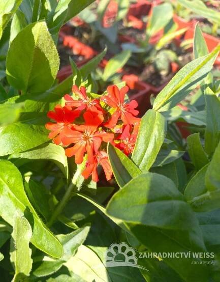 KOHOUTEK PLAMENY – LYCHNIS CHALCEDONICA