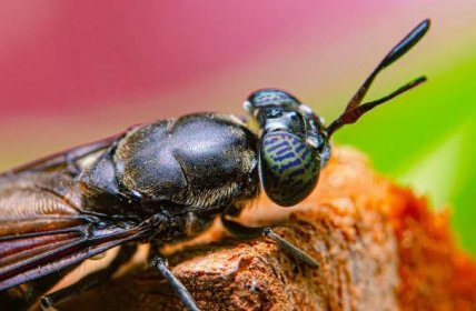 Vědci tvrdí, že mrtvé mouchy lze využít k výrobě biologicky rozložitelného plastu