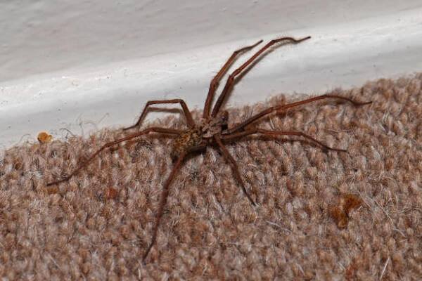 pavouk obrovský, eratigena atricia - arachnology - stock snímky, obrázky a fotky