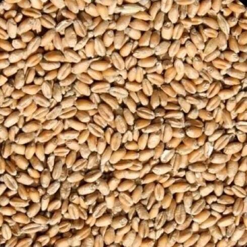 Krmné směsi Kvídera Krmná pšenice 25 kg