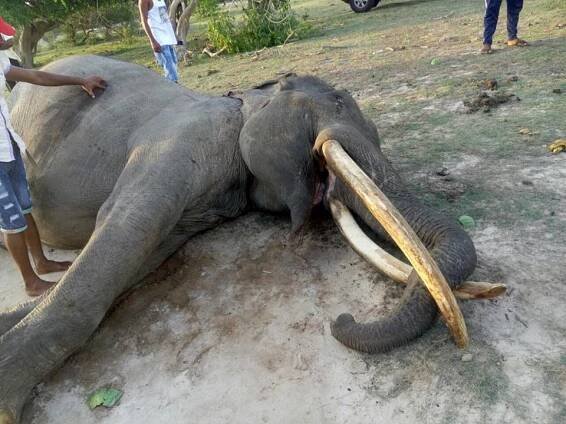 Thilak Tusker - Jetwing Eco