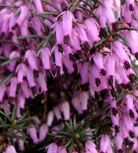 Vřesovec pleťový 'Loughrigg' - Erica carnea 'Loughrigg'
