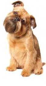 Breed of the Week: Brussels Griffon - Paws Playgrounds