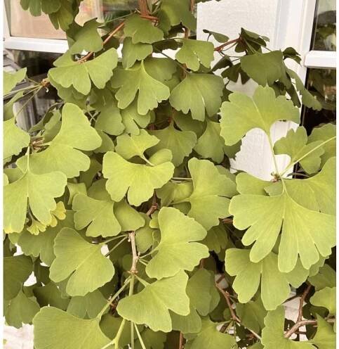 jinan dvoulaločný 'Baldi' lat. Ginkgo biloba 30-50 cm