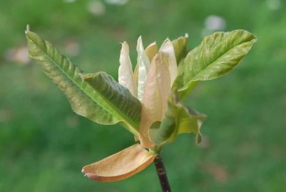 Šácholan opakvejčitý - Magnolia obovata