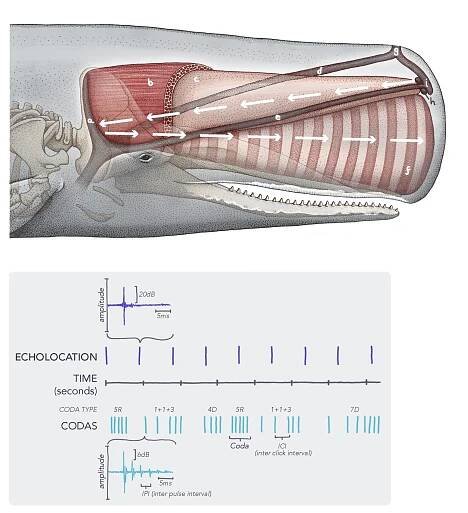 an illustration of a sperm whale's bioaccoustic system