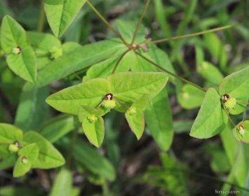 Pryšec sladký (Euphorbia dulcis)