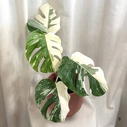 Monstera deliciosa ‘Albo-Variegata’ halfmoon a celé bílé listy