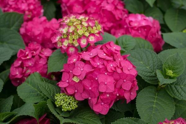 Hydrangea Pictures - National Garden Bureau