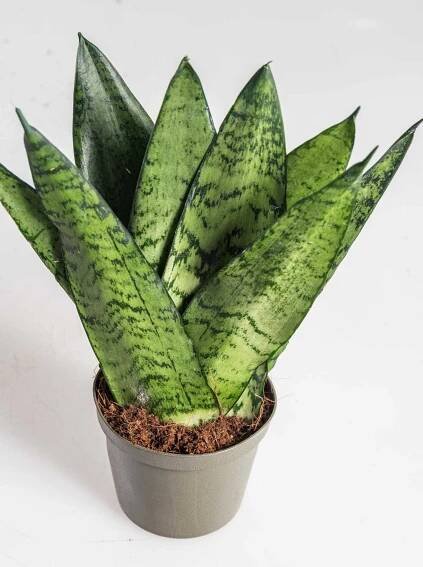 Tchnin jazyk, Sansevieria trifasciata Black Diamond, skladem | ZAZUMi.cz