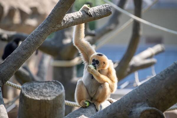 Ostravská zoo má dva nové výběhy pro makaky a gibony