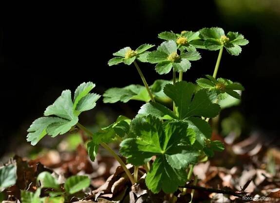 Hvězdnatec zubatý (Hacquetia epipactis)