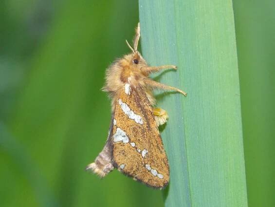 Moth Gallery - BRITISH NATURE GUIDE