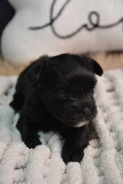 Eliot -Male Morkie 46