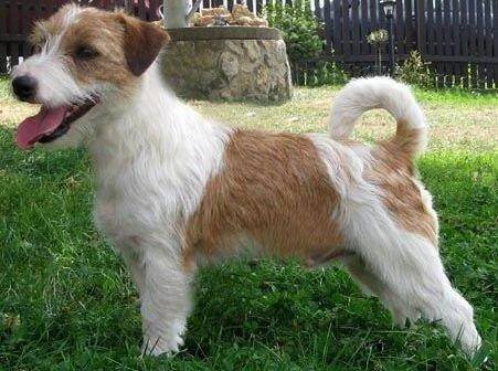 Chovatelská stanice psů: Jack Russelův Teriér - AVORA