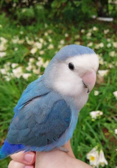 a small blue and white bird perched on someone's hand in front of flowers