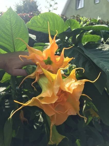 WUPPERGOLD | Brugmansia