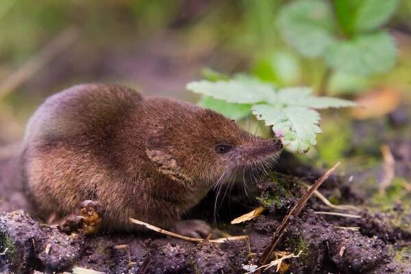 Rejsek obecný (Sorex araneus) zblízka — Stock obrázek