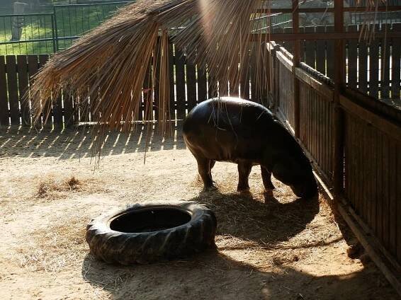 ZOO Bratislava - otevírací doba, vstupné, ubytování, zvířata, ceník, akce