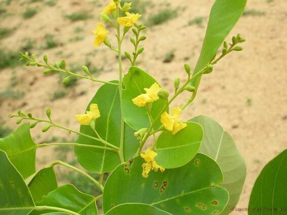 Dalbergieae – Wikipedia