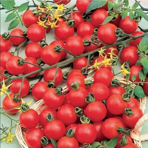 Rajče koktejlové Spencer - Culina Botanica