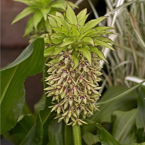 Chocholatice – Eucomis comosa – cibule