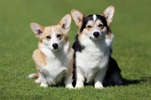 Der Welsh Corgi Pembroke – Landesgruppe Hamburg