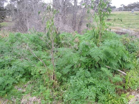 By Harry Rose from South West Rocks, Australia (Conium maculatum habit1) [CC BY 2.0 (http://creativecommons.org/licenses/by/2.0)], via Wikimedia Commo