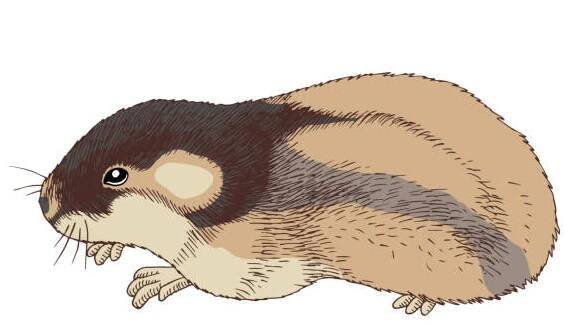 hand drawn arctic animals collection. - lumík stock ilustrace