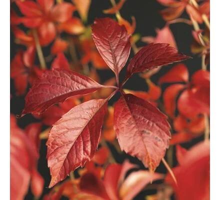 Přísavník pětilistý FloraSelf Parthenocissus quinquefolia 'Engelmannii' 50-70 cm květináč 2,3 l