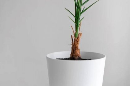 Mladá rostlina datlovníku kanárského (Zdroj: Shutterstock)