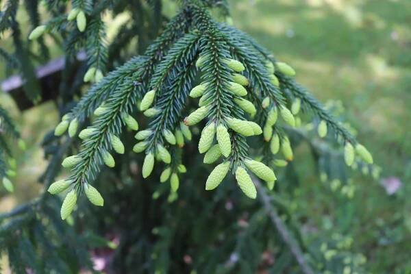 Picea orientalis 'Early Gold' - smrk východní - nové přírůstky 