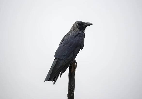 Do Crows Eat Rats?