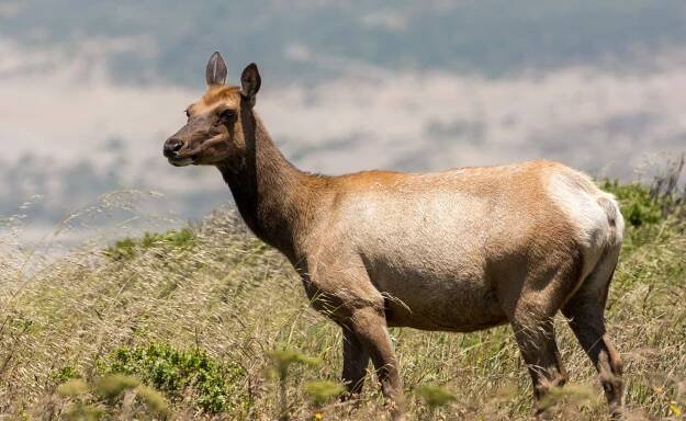 Fight Back Against the Rancher Land Grab in Marin County - Seed the Commons