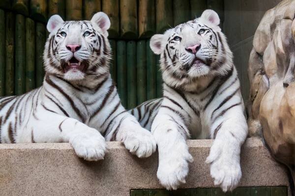 Liberecká zoo