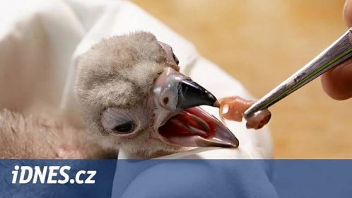 Úspěch po třiceti letech. V liberecké zoo se vylíhlo mládě supa hnědého - iDNES.cz
